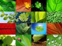 Leaves in boxes