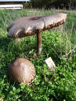 Some fine fungi - but unidentified!