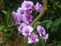 Orchids, Singapore Botanic Gardens