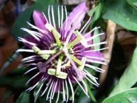 Passiflora "atropurpurea"