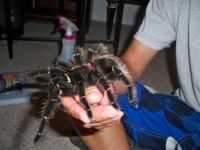 salmon birdeater