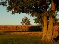 Chestnut Oak framing a cedar at sundown...