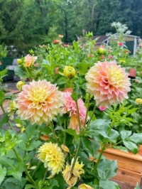 Garden Dahlias