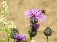 Wild flowers from the side of the road