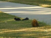 Black and Red Squirrels
