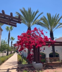 Bougainvillea