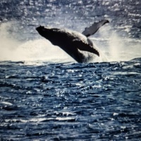 surprised by pod of humpback whales