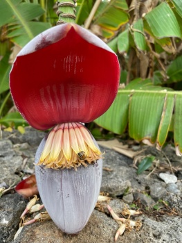 Solve バナナの花 Banana blossom jigsaw puzzle online with 88 pieces