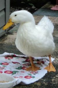 Our duck, Waltor