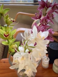 Beautiful Orchids