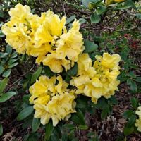 Rhododendron Hotei