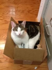 Comfy in a box