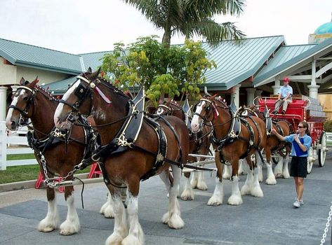 06-12-05-SeaWorld-Clydesdales-large