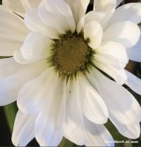 Daisy from the same bouquet March 10, 2020