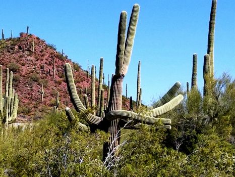 A saguaro that wants to hug someone.