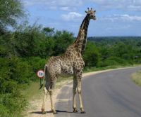 Giraffe with speedlimit