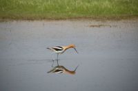 American Avocet