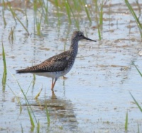 lesser yellowlegs