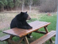 Bear at picnic table