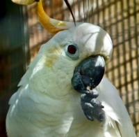 Citron-crested Cockatoo