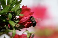 Busy Bee2