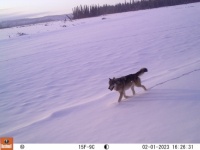Wolf on the Kuskokwim