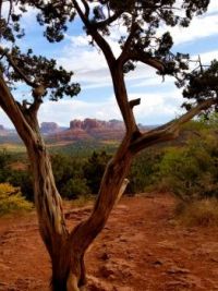 Cathedral Mountain seen between the branches of a juniper tree.