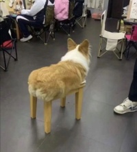 Dog or foot stool?!
