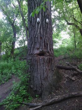 surprised tree