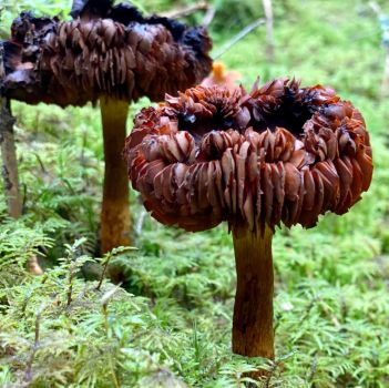 Beautiful and toxic in the mushroom forest II