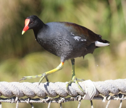 Solve Common Gallinule, Safari Park, Escondido, California jigsaw ...