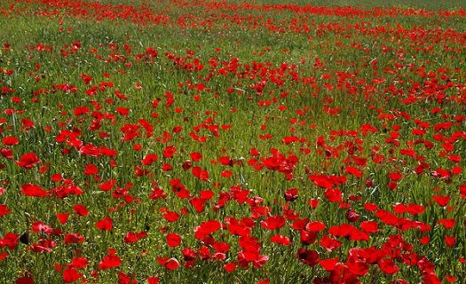red flower in IRAN