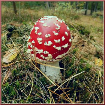 Fungi 18