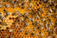 I love honey bees 🐝🍯
