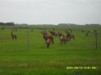 elk farm in Northern Alberta