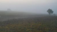 brouillard matinal