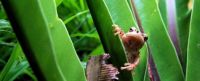 Brown tree frog