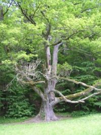 Starý dub - Old oak
