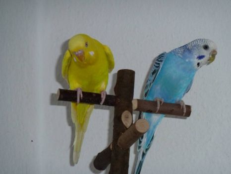 Fjante and Pjuske