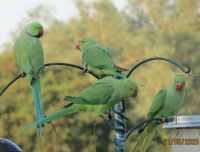 Quartet of Rose-ringed Parakeets