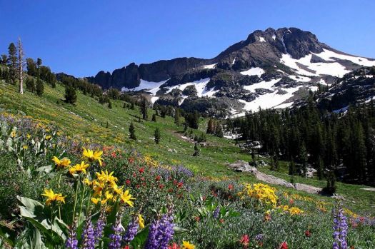 Mountain with wildflowers
