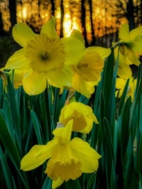 Daffodils in Clinton, Tennessee