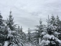 Snow day