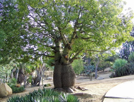 Balboa Park - Brachychiton Tree