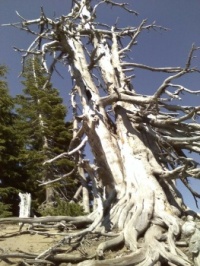 Weathered tree at Crater Lake, OR