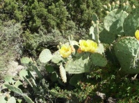 2010_0521 Desert 19