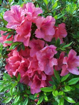 Azaleas