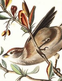 TREE SPARROW