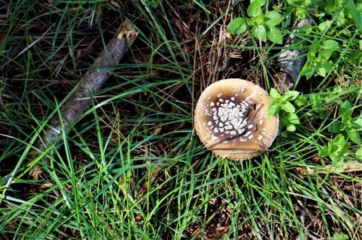 mushroom along the trail
