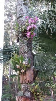 orquídeas do meu Jardim!!!